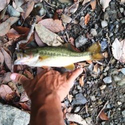 フリーリグで1本