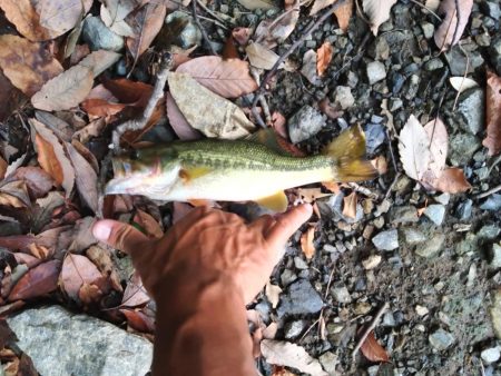 フリーリグで1本