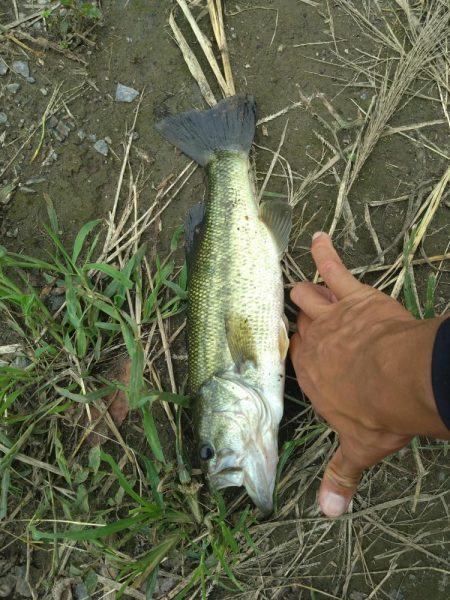 シャッドテールで1匹