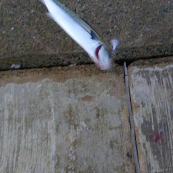 久しぶりの手応え