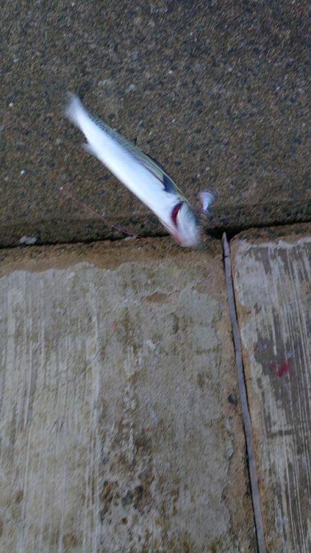 久しぶりの手応え