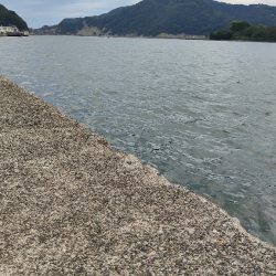 久々にシーバスねらい