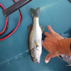 バズベイトで1本