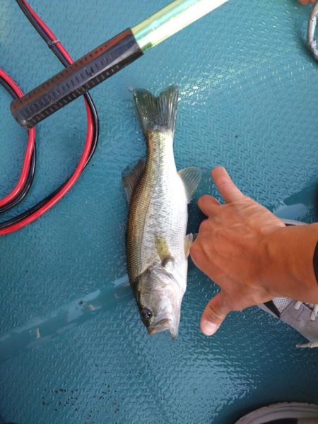 バズベイトで1本