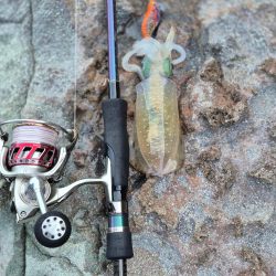 何年ぶりやろかなー　エギング