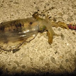 久しぶりの大阪湾