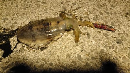 久しぶりの大阪湾