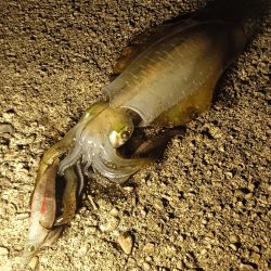 和歌山ナイトエギング