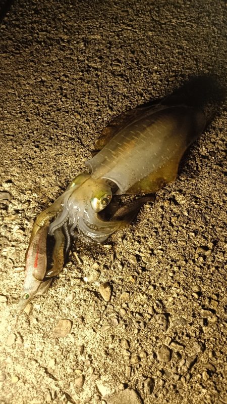 和歌山ナイトエギング