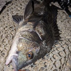 8月ラストチニングは敷石ナイトゲーム