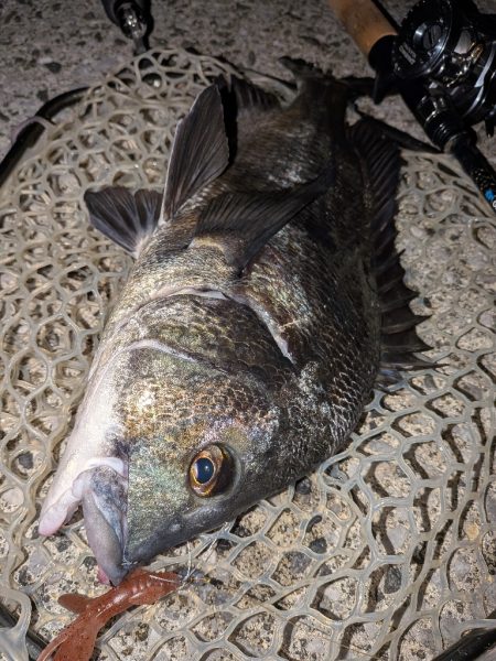 8月ラストチニングは敷石ナイトゲーム