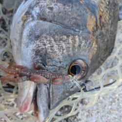 広島チニング壁際サイトフィッシュ