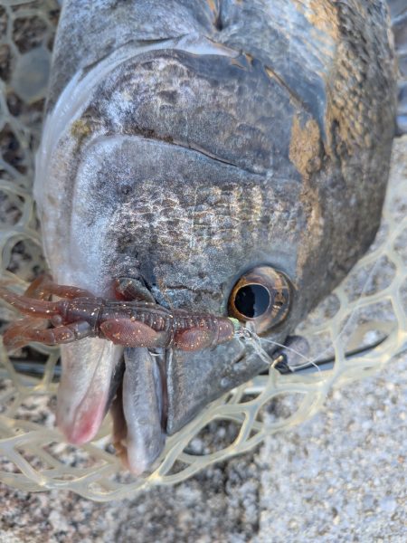 広島チニング壁際サイトフィッシュ