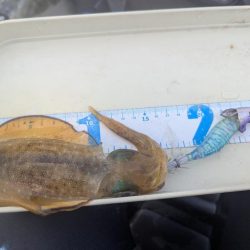 沖のアオリも数少ない？