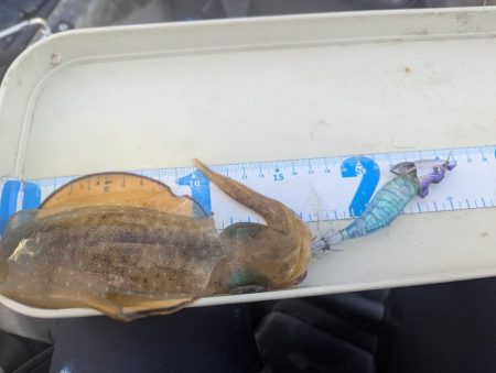 沖のアオリも数少ない？