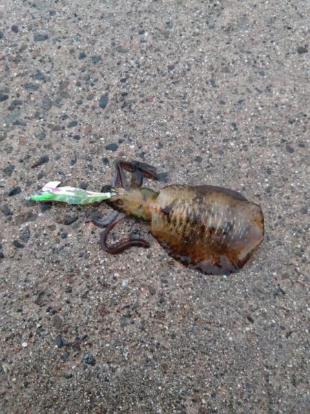 日本海エギング