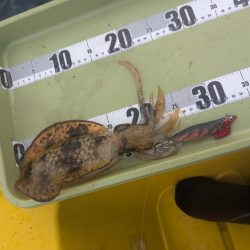 今年はサイズ関係なく深い