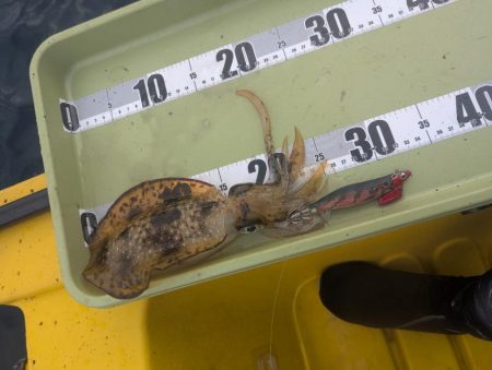 今年はサイズ関係なく深い