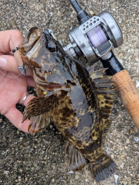 広島ライトゲーム8目47匹！