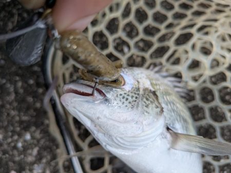 広島チニングイベント「回数杯」参戦！