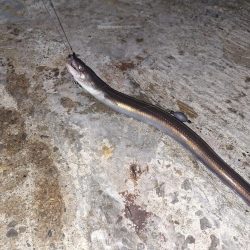 久しぶり夜釣り