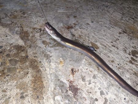 久しぶり夜釣り