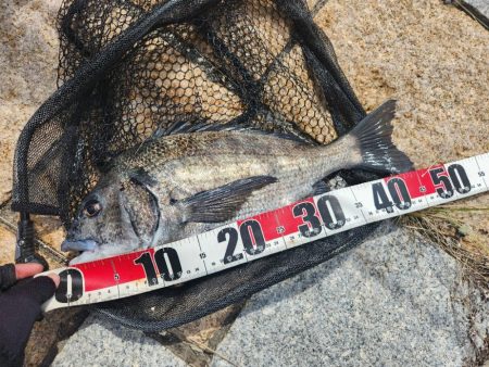 丸1日広島河川チニング