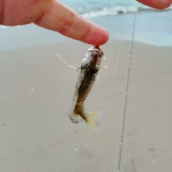 キス釣り、ヘチ釣り