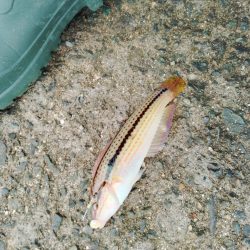 イカリベンジ？