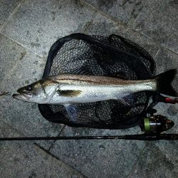 市内河川シーバス