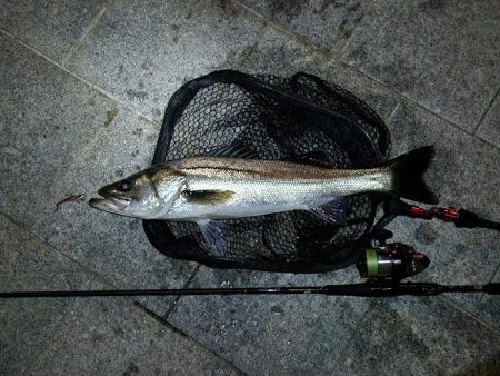 市内河川シーバス