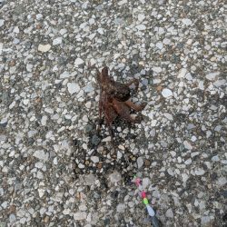 三浦半島でタコ🐙との出会い！