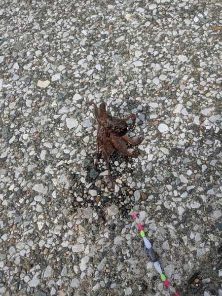 三浦半島でタコ🐙との出会い…