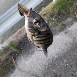 しごおわチニング