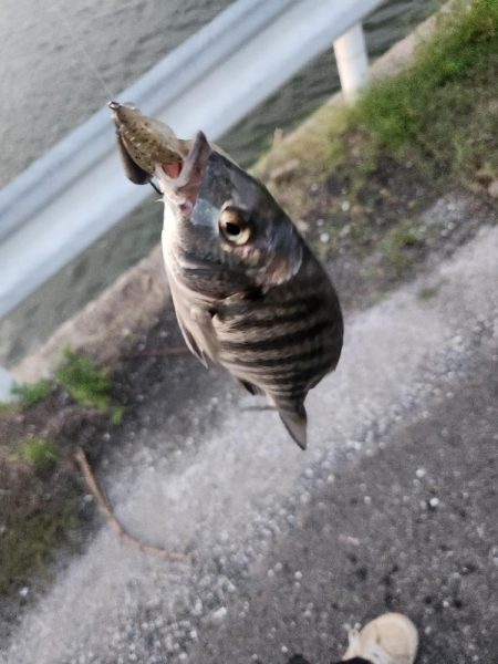 しごおわチニング