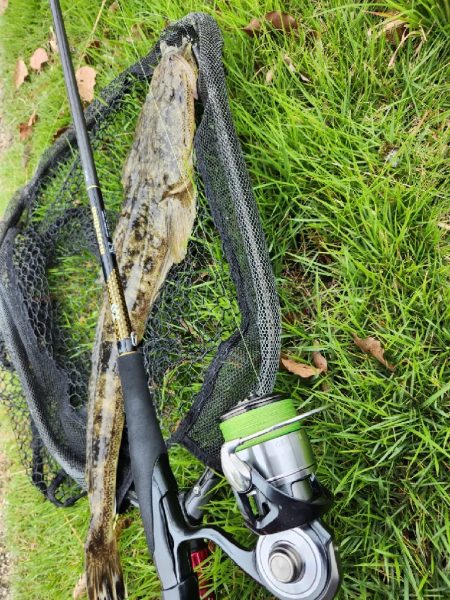 チニングのはずが…