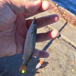 渋めサヨリからのサビキ