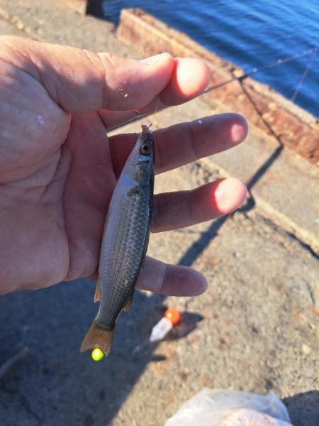 渋めサヨリからのサビキ