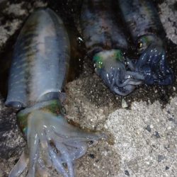 明石アオリイカ釣行