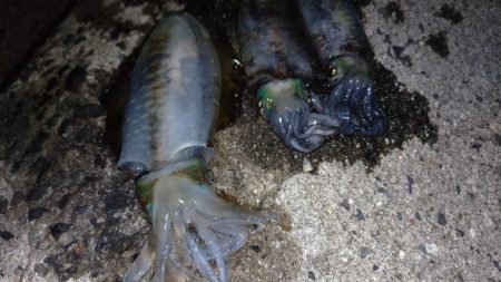 明石アオリイカ釣行