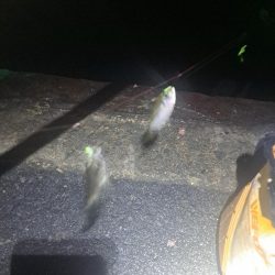 太刀魚不発のアジ釣り