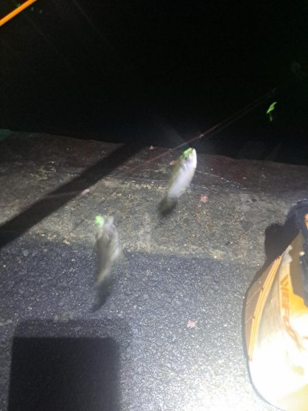 太刀魚不発のアジ釣り