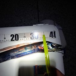 やっと釣れた真夜中太刀魚ウキ釣り