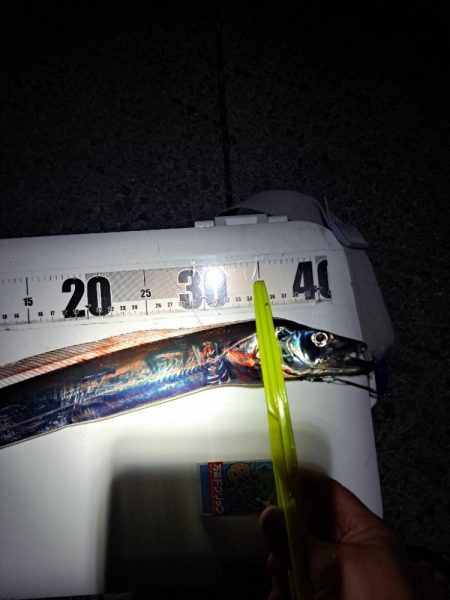 やっと釣れた真夜中太刀魚ウキ釣り