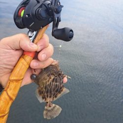 カワハギ釣り