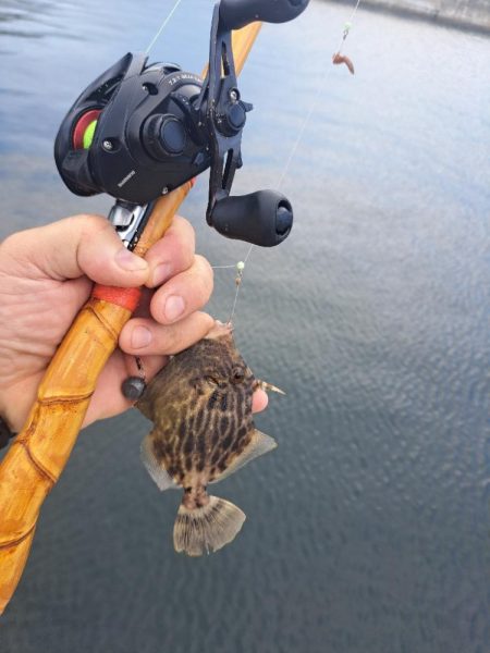 カワハギ釣り