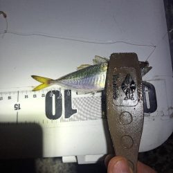 飛ばしサビキとズボ釣りの二刀流