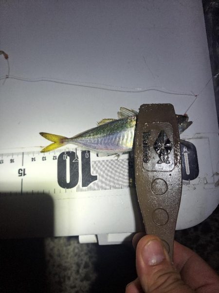 飛ばしサビキとズボ釣りの二刀流