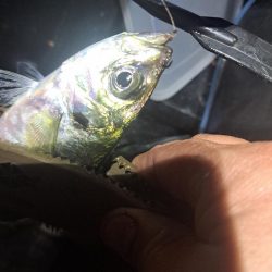 届けば釣れる中アジ