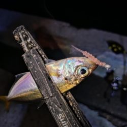 地元豆アジ好調